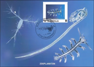 SLOVENSKO MORJE - ZOOPLANKTON